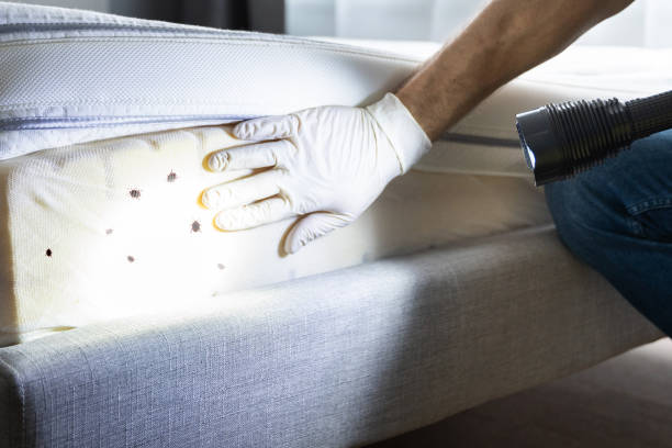 Best Bed Bug Extermination  in Glasgow Village, MO