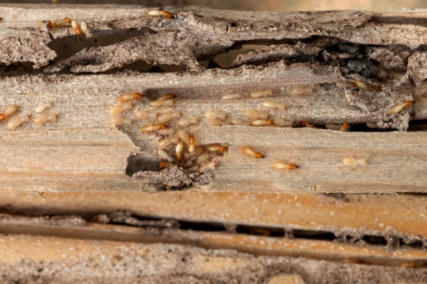 Best Affordable Pest Control Services  in Glasgow Village, MO